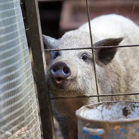 Apartmaji Kisilak Apartamento *