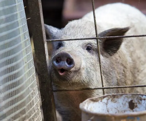 Apartmaji Kisilak Appartement *